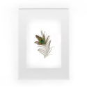 Hump Day Giveaway | Peacock Feather Printable
