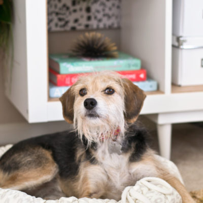 DIY Christmas Gifts | DIY Pet Bed
